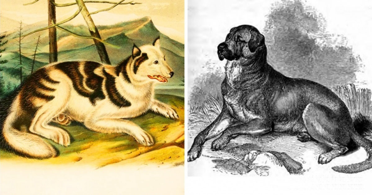 estas-son-las-8-razas-desaparecidas-de-perros-que-no-se-han-conservado-ni-siquiera-en-fotos